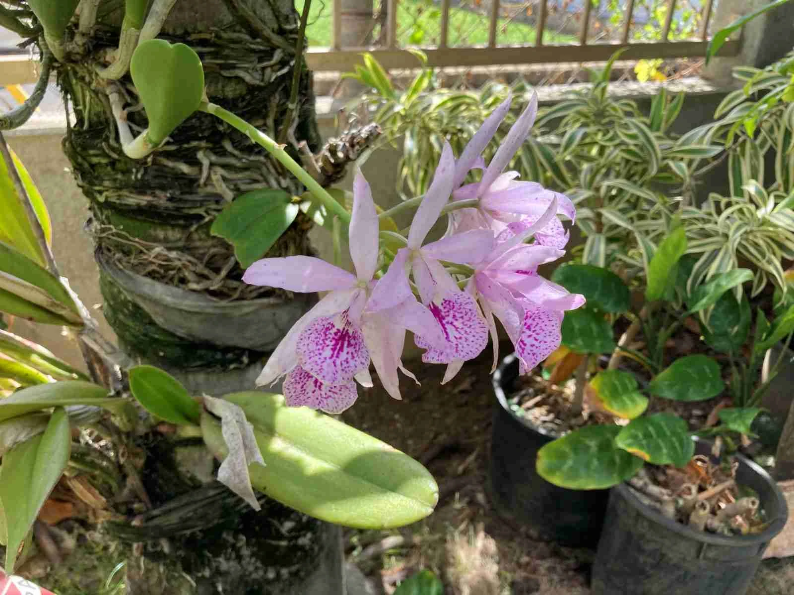 AIEA-1003-02 - Photo 4