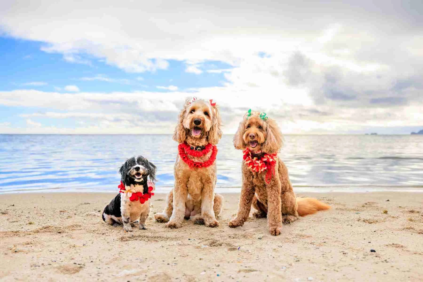 Hale Ku'ike - Photo 2